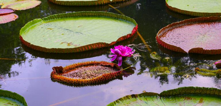 Victoria amazonica.