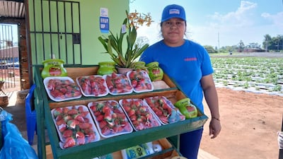 Uno de los puestos con ese precio es el de la productora Isabel López, quien comercializa frutillas frescas de la variedad Dover.