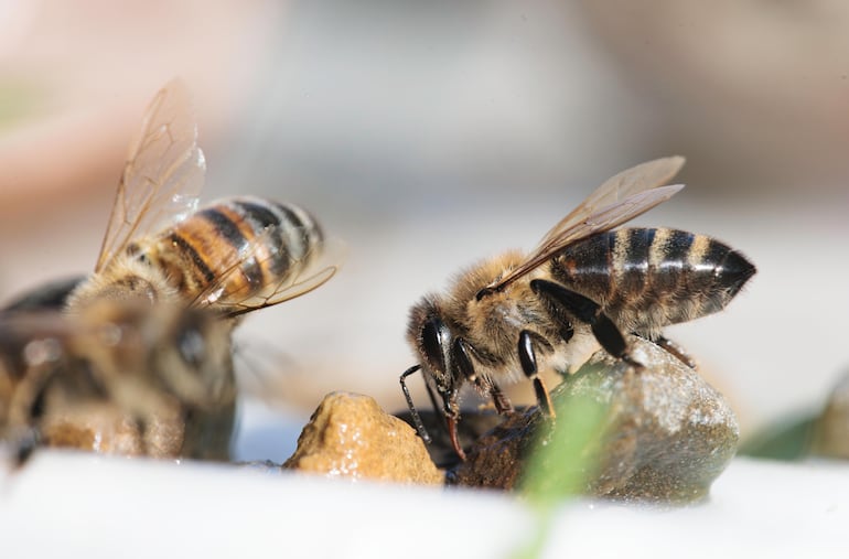 Abejas.