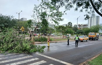 Dos bomberos en uniforme amarillo y un policía dirigen el tráfico mientras retiran un árbol caído en una vía urbana.