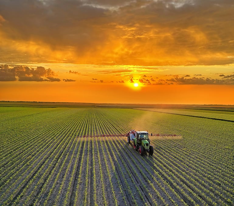El maíz paraguayo se transforma localmente y apunta a 20 millones de toneladas