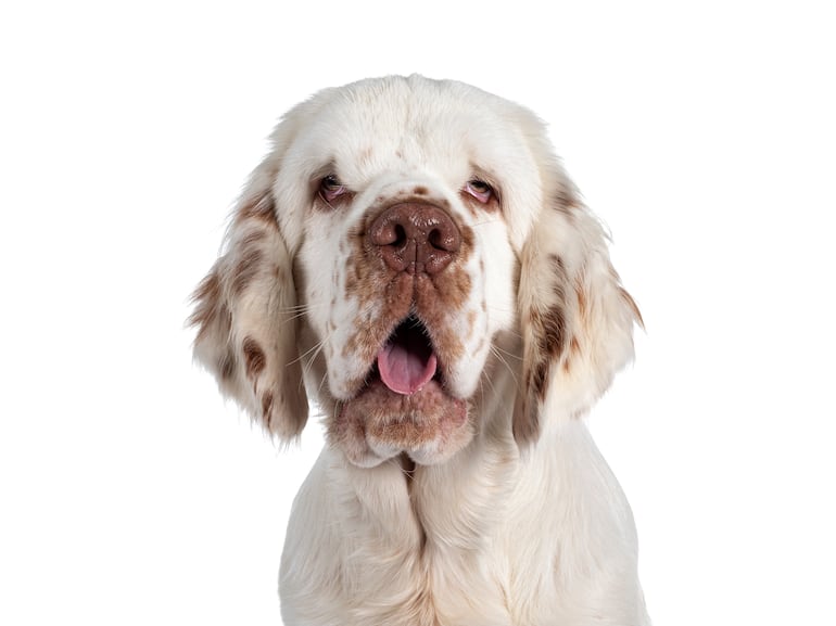 Perro de la raza Clumber spaniel.