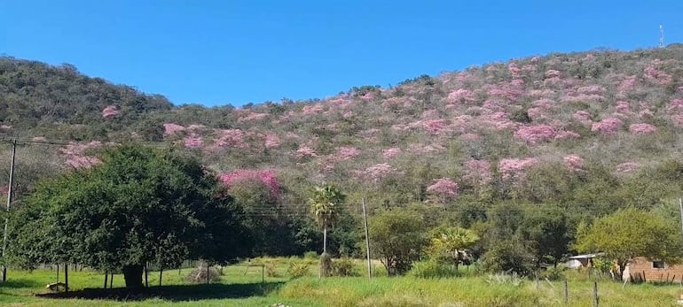Paisaje de Fuerte Olimpo, con cerro cubierto de árboles florecidos de color rosa y vegetación densa.