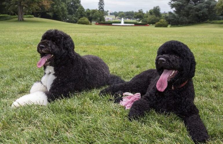 Bo y Sunny, los perros que Barack Obama tuvo en la Casa Blanca. 