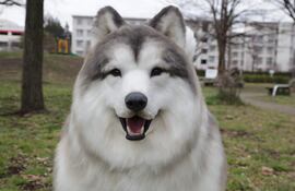 Toco, el japonés que se viralizó con sus vídeos en los que aparece disfrazado de perro con un traje canino hiperrealista, ha creado ahora el Tokotoko Zoo, un lugar donde cualquiera puede "cumplir su deseo de convertirse en animal", explicó a EFE. El Tokotoko Zoo, que abrió sus puertas el pasado 26 de enero, ofrece a las personas la posibilidad de transformarse en un perro, concretamente en un malamute de Alaska "porque es grande y no parece anormal cuando se convierte en un traje", contó.