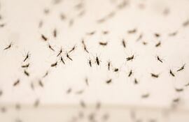 Imagen ilustrativa: mosquitos Aedes aegypti, transmisores del dengue y otras enfermedades.