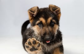 Cachorro de pastor alemán.