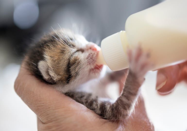 Persona alimenta a un gatito.