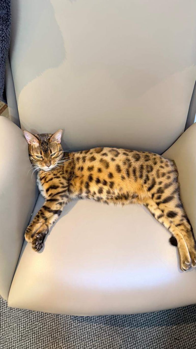 Gato Bengalí de pelaje marrón y oscuro, descansando en una silla clara, en un entorno tranquilo.