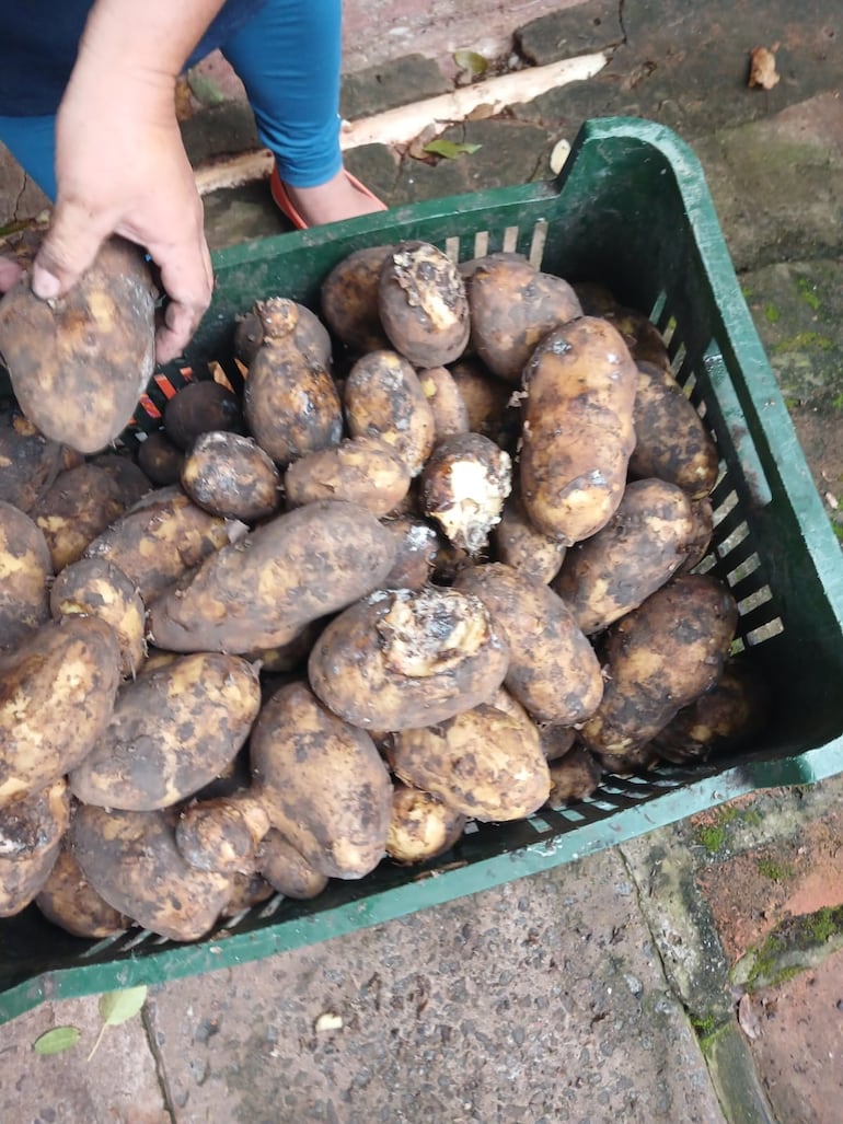 Las papas también llegaron en pésimo estado y no pudieron utilizarse para los almuerzos escolares.