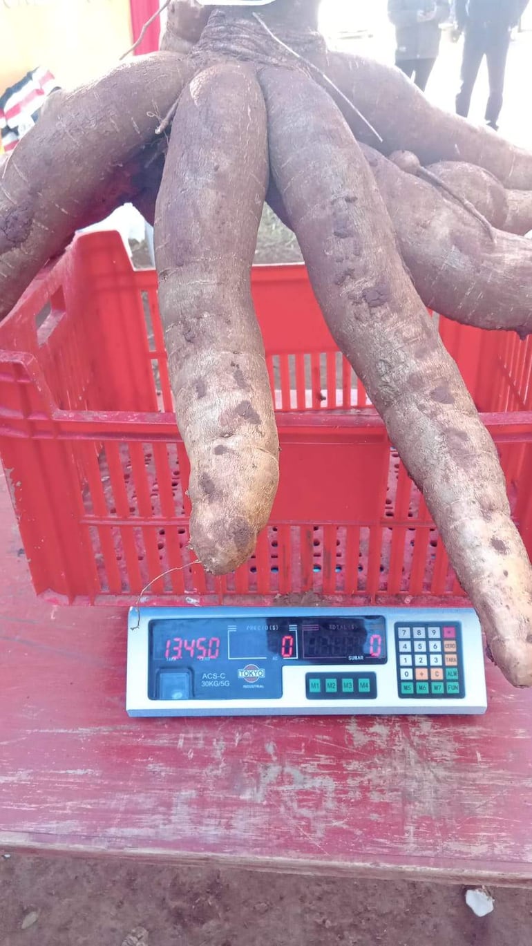 Mandioca de 13,450 kg sobre balanza digital en un mercado agrícola, con cesta plástica roja visible en el fondo.