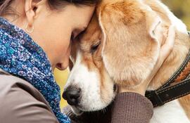 Los perros detectan cuando los miembros de la familia atraviesan problemas de salud, muertes, separaciones, etc.