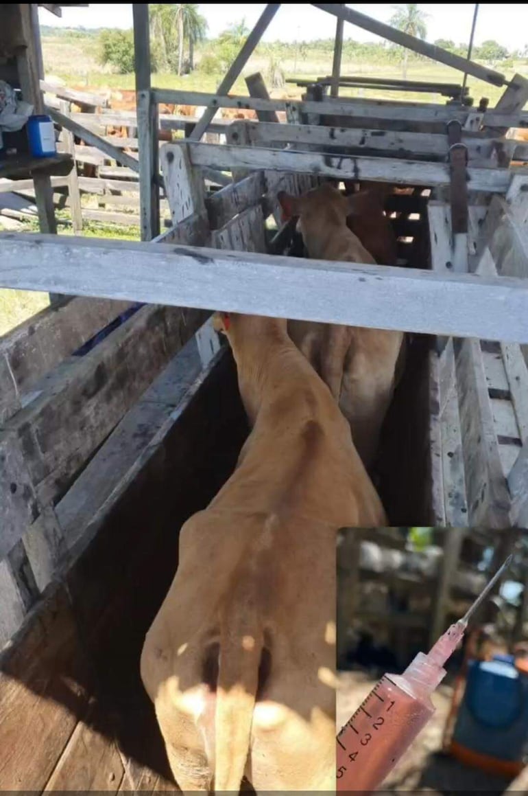 Tras brote de rabia, impulsan vacunación de vacunos en Pirayú y Quyquyhó.