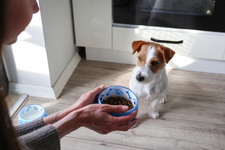 Perros y alimento seco o balanceado.
