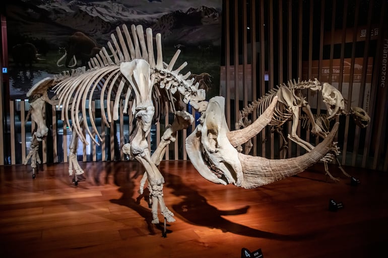 Museo de Historia Natural de Shanghai: rinocerontes lanudos (Coelodonta antiquitatis), tigres dientes de sable (Smilodon fatalis) y hienas moteadas (Crocuta crocuta).