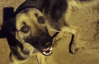 "Peregrino", el perrito en el momento de ser rescatado en las inmediaciones de la Basílica de Caacupé.