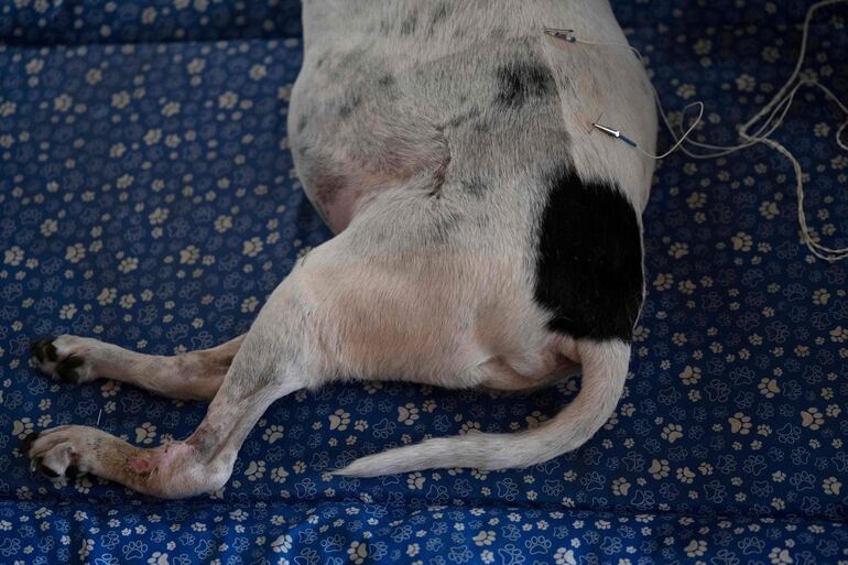 Lino,un perro de 12 años recibe acupuntura como parte de su tratamiento contra el cáncer. 