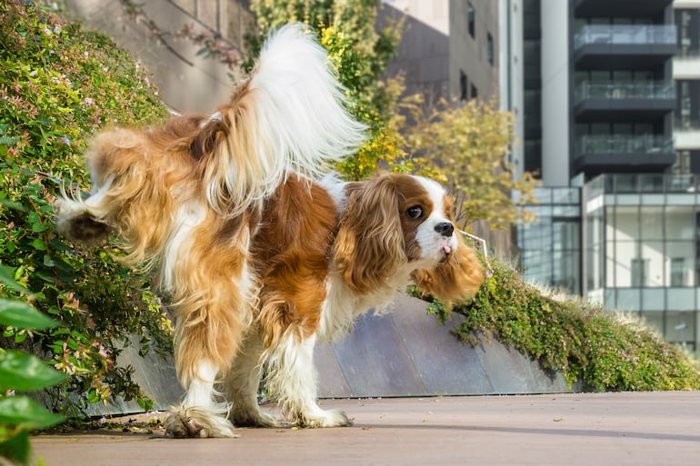 Perro orinando.
