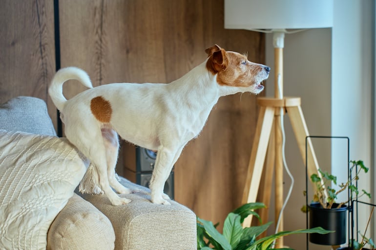 Perro solo en casa.