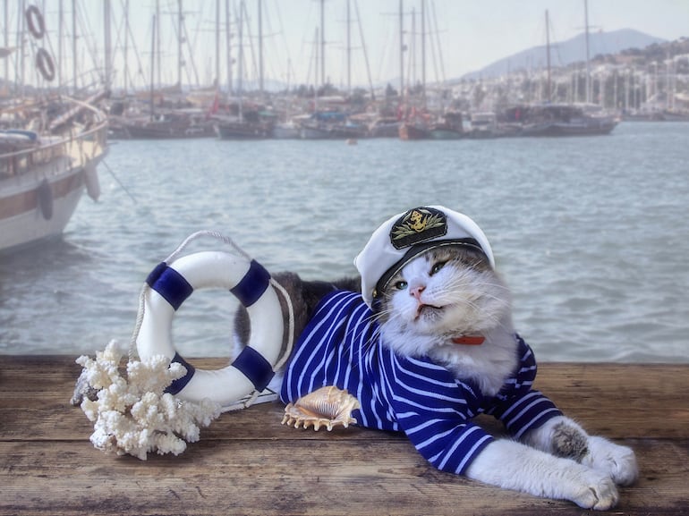 Gato marinero, imagen ilustrativa.