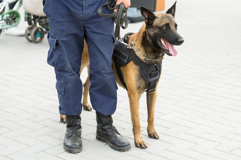 Pastor Belga Malinois.