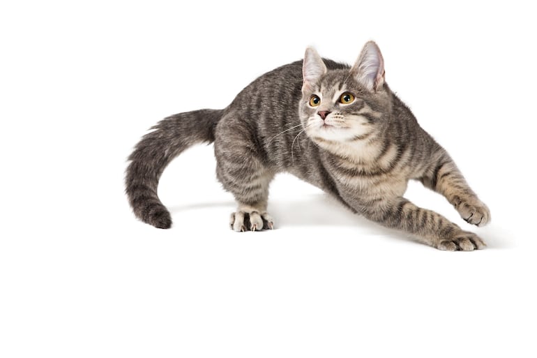 Cuando un gato sale disparado por el pasillo, trepa al sofá y cambia de dirección como si persiguiera algo invisible, lo más probable es que esté teniendo un episodio de actividad frenética aleatoria, conocido popularmente como zoomies.