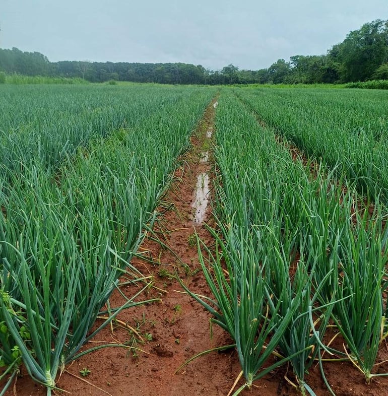 Productores de cebolla de La Colmena están preocupados por las continuas lluvias, que podrían afectar el desarrollo de los cultivos y reducir la producción.