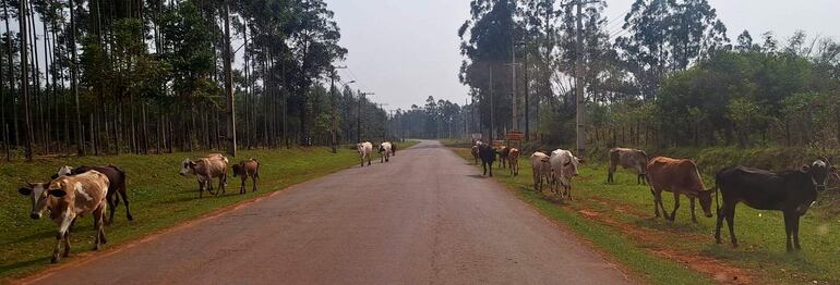 El tramo con regularización asfáltica totalmente irregular, sin señalización y con animales sueltos en la vía.
