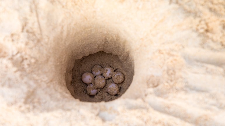 Protección de tortugas en Boa Vista, Cabo Verde.