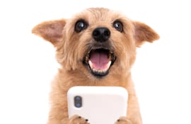 Perro con celular.