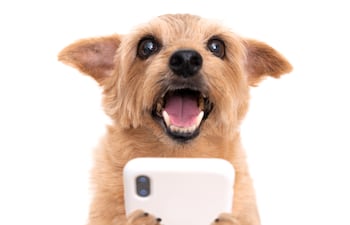 Perro con celular.