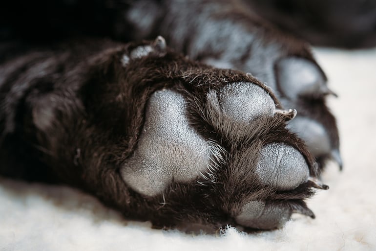 Almohadillas de perros.
