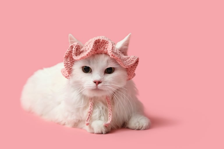 Gato abrigado.