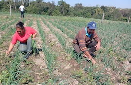 Los productores Matilde Areco y Juan Ovelar trabajando en la plantación de cebollas.