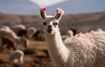 Llama (lama glama).
