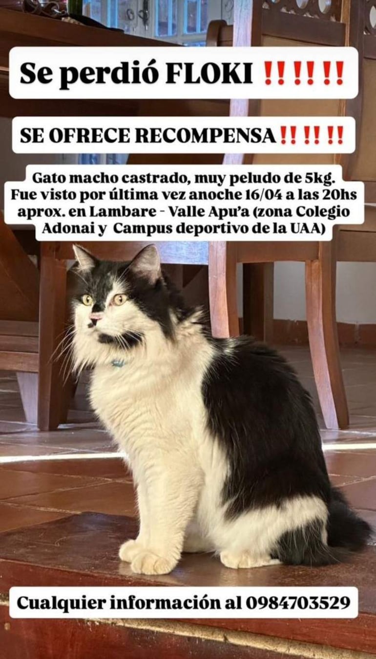 Cartel de búsqueda de Floki, gato peludo, en ambiente interior con muebles de madera y cerámica.