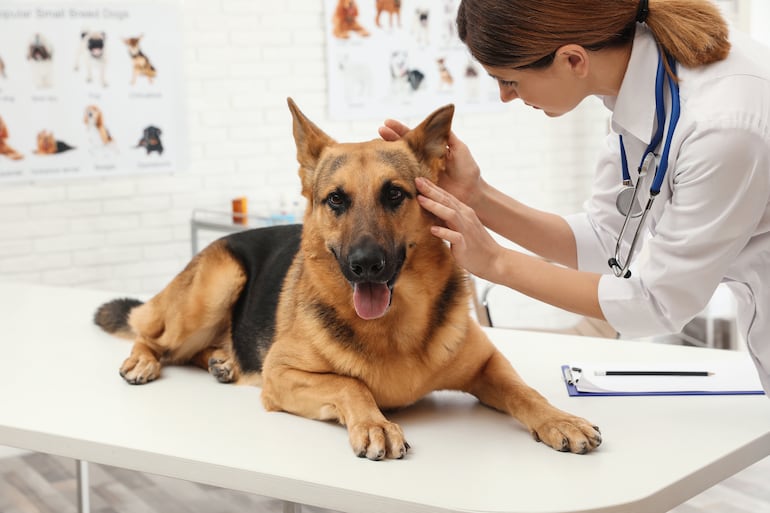 Perro pastor alemán en la veterinaria.