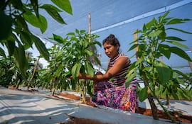 Paracel, con 199.000 ha de tierras propias, es la primera empresa paraguaya forestal celulósica comprometida con el desarrollo sostenible.