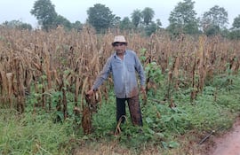 El productor Adrián Vázquez, mostrando su plantación de maíz que se perdió por la larga sequía.