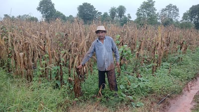 El productor Adrián Vázquez, mostrando su plantación de maíz que se perdió por la larga sequía.