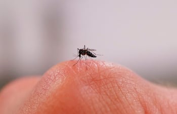 Mosquito tigre macho.