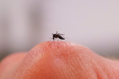 Mosquito tigre macho.