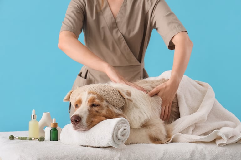 Concepto de masaje canino.