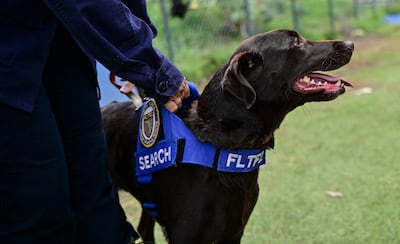Silvya Arango, del equipo de rescate Florida Task Force 2, pasea a su perro labrador retriever Sisu, que participó en las labores de rescate, en un campamento en Maiquetía, estado de La Guaira, Venezuela, el 4 de julio de 2026, diez días después de los terremotos gemelos.