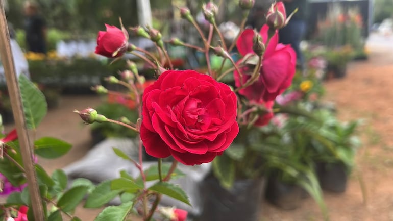 Las rosas son muy apreciadas por los visitantes, quienes se sienten atraídos por su variedad de colores, aromas y belleza.
