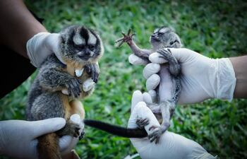 Operativo en Luque evita comercialización clandestina de animales silvestres.