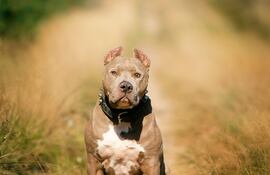 Perro de la raza pitbull. Imagen de referencia.