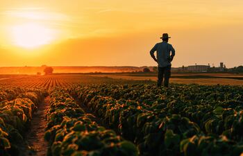 Soja, maíz, trigo y arroz representan el 34% del total de ingresos país