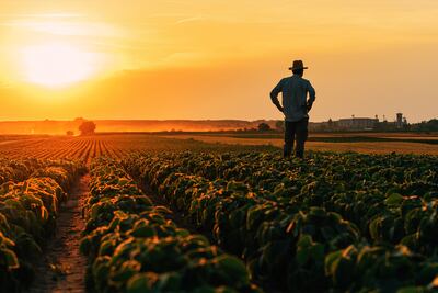 Soja, maíz, trigo y arroz representan el 34% del total de ingresos país