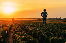 Soja, maíz, trigo y arroz representan el 34% del total de ingresos país